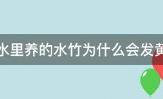 水里养的水竹为什么会发黄 