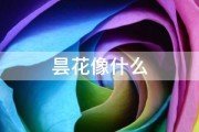 昙花像什么 