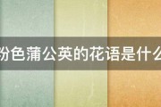 粉色蒲公英的花语是什么 