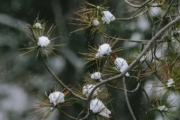 2022小雪节气是初冬吗-小雪节气是冬季的第几个节气