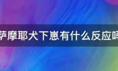 萨摩耶犬下崽有什么反应吗 