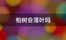 柏树会落叶吗 