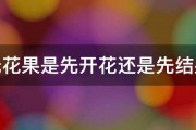 无花果是先开花还是先结果 