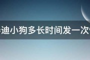 泰迪小狗多长时间发一次情 