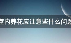 室内养花应注意些什么问题 