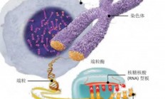 发现人类寿命最关键的影响因素 