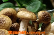 香菇的营养价值有哪些_香菇_做法,功效与作用,营养价值