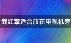 盆栽红掌适合放在电视机旁吗 