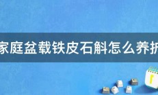 家庭盆载铁皮石斛怎么养护 