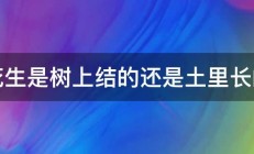 花生是树上结的还是土里长的 