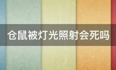 仓鼠被灯光照射会死吗 