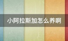 小阿拉斯加怎么养啊 