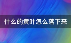 什么的黄叶怎么落下来 