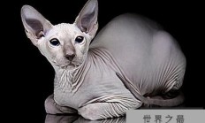 世界上最聪明的猫 加拿大无毛猫是智商最高的猫