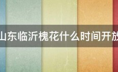 山东临沂槐花什么时间开放 