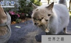 吉尼斯世界上寿命最长的双面猫：三只眼两嘴巴