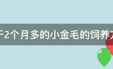 关于2个月多的小金毛的饲养方法 