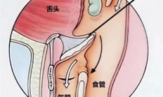 人类身上明显的缺陷：吃饭时发出声音会杀死自己