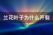 兰花叶子为什么开裂 