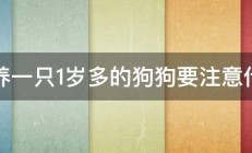 领养一只1岁多的狗狗要注意什么 