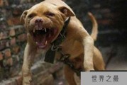 世界十大斗犬排名：比特犬位列第一