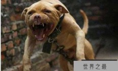 世界十大斗犬排名：比特犬位列第一