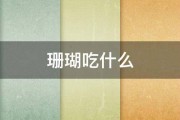 珊瑚吃什么 