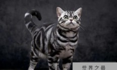 世界上最适合新手养的十种猫 中国狸花猫(身体健壮)