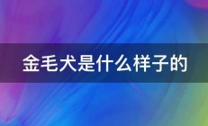 金毛犬是什么样子的 