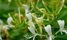 金银花怎么烘干-金银花烘干前要洗吗