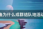 鱼为什么成群结队地活动 