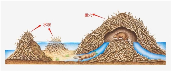 捷克7年没建成的水坝 被“基建狂魔”河狸一夜建成!怒省870万